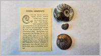 Ammonite2.jpg
