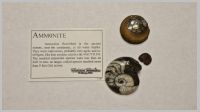 Ammonite3.jpg