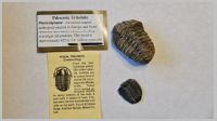 Trilobite.jpg